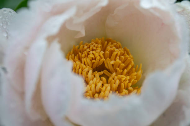 sunny girl peony