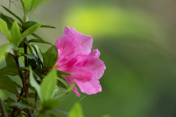close up of pink rhododendron petals and pistils in winter