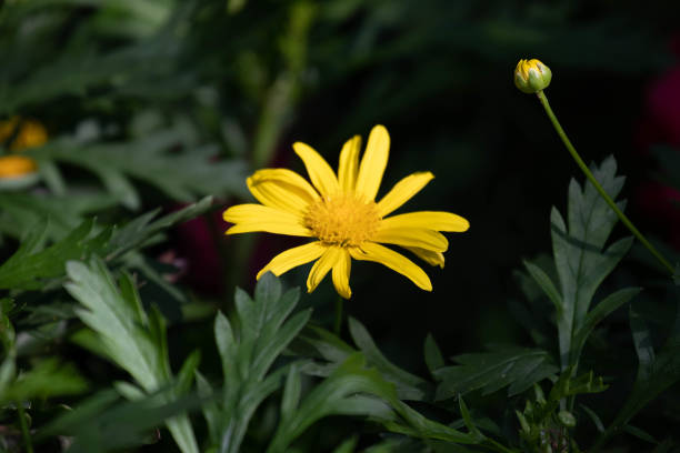 Meadow of Blooming yellow daisy flowers to brighten up the day