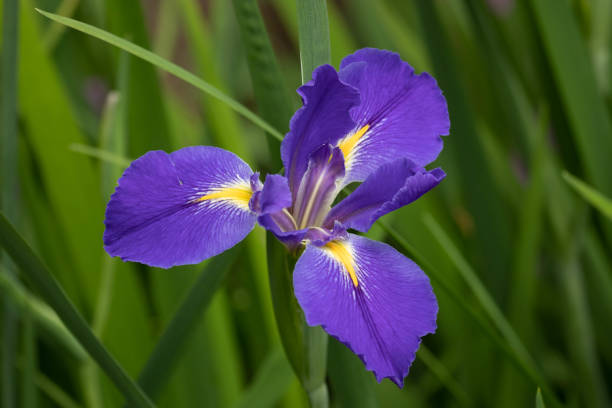 Summer Concept, Blooming beautiful Blue Flower , Iris Tectorum