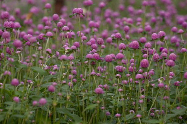istock Summer Concept, Blooming Pink Globe amaranth , Gomphrena globosa L., Globe amaranth 2151753069