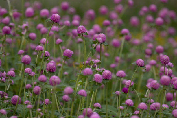 istock Summer Concept, Blooming Pink Globe amaranth , Gomphrena globosa L., Globe amaranth 2151753082