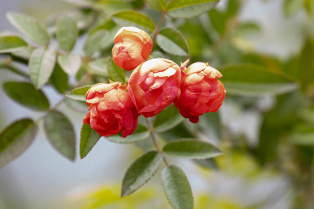 Spring Concept, Blooming Orange Roses , Baby Romantica , in the Park.