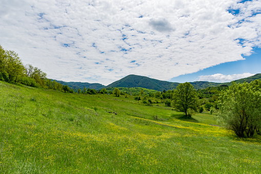 A breathtaking view of a vast green meadow dotted with yellow wildflowers, set under a sky scattered with white clouds during a spring day. Forested hills in the background enhance the natural beauty of the scene, making it a perfect choice for backgrounds, environmental projects, and illustrations of serene natural landscapes.