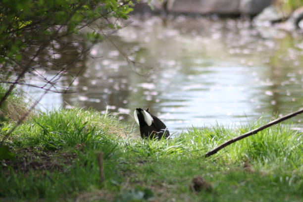 A moonhens butt as it are going to the pond for some swimming