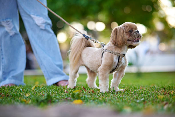 Portrait of a Shih-tzu dog walking with its owner, a young Latin woman, in a park.