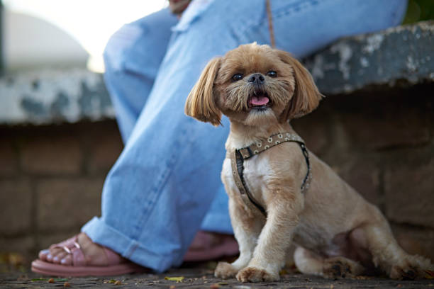 Shih-tzu and its owner walking together Portrait of a Shih-tzu dog walking with its owner, a young Latin woman, in a park. tibetan lion dog stock pictures, royalty-free photos & images