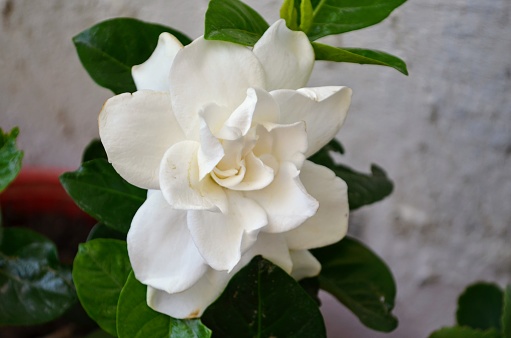 Gardenia plant growing in a balcony garden.Shiny,leathery and dark green leaves.They are irresistible heat-loving evergreen shrubs or trees.Beloved for their intoxicating fragrance, white waxy flowers
