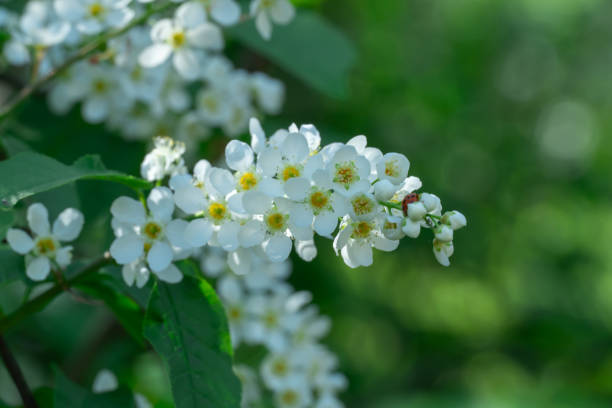 istock White flowers of bird cherry tree blooming in springtime. 2151757388