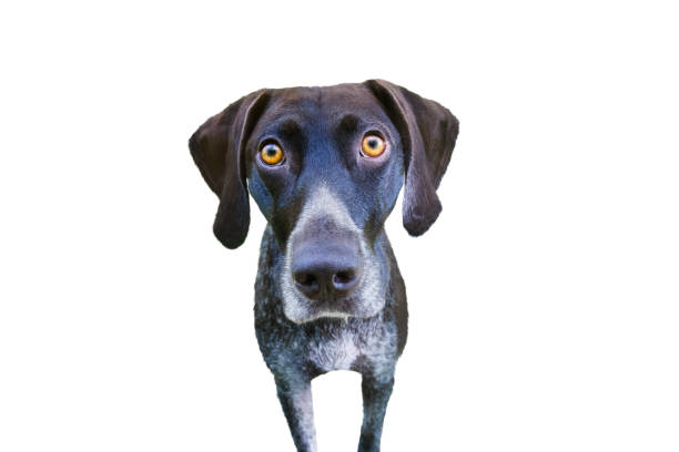 The dog looks from around the corner.  Head of pointer. White tones.