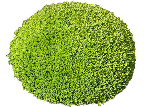 istock Green Buxus sempervirens plant isolated on white 2151759205