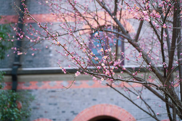 Shanghai Jiaotong University in spring, China, China