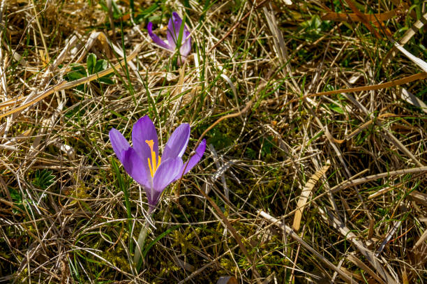 istock Beautiful snowdrops or crocuses in the Apennines 2151759992