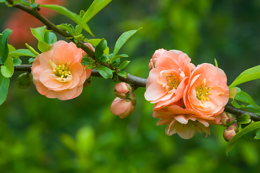The beautiful salmon colored flowers of a Japanese Flowering Quince bush in full bloom in a Cape Cod garden.