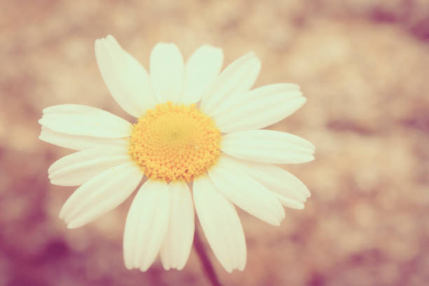 Beautiful Marguerites White Petals Minimal Background Space