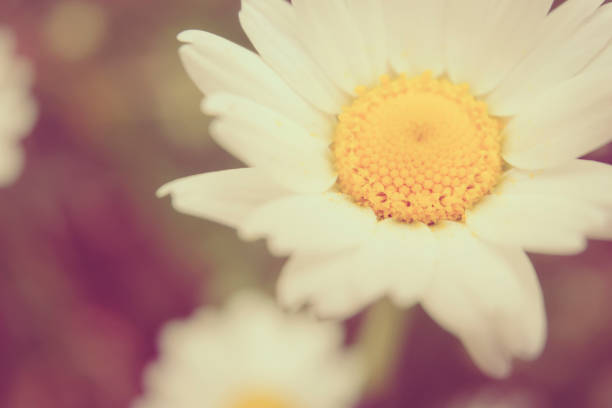 Marguerite Beautiful Nature Photo Abstract Ethereal