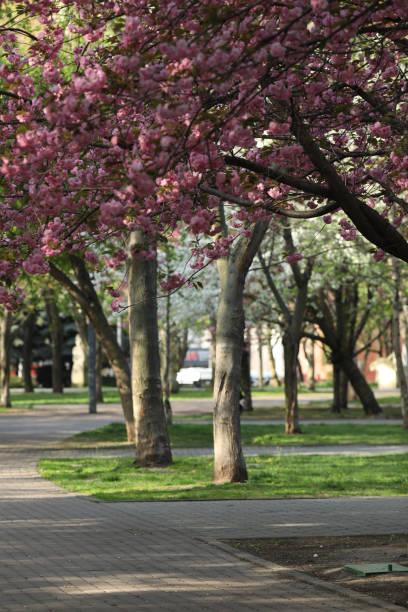 Spring cherry blossom flowers on rows of trees in the main city parkland of Harrogate in North Yorkshire in UK. The trees are very popular with locals and visitors to the city.
