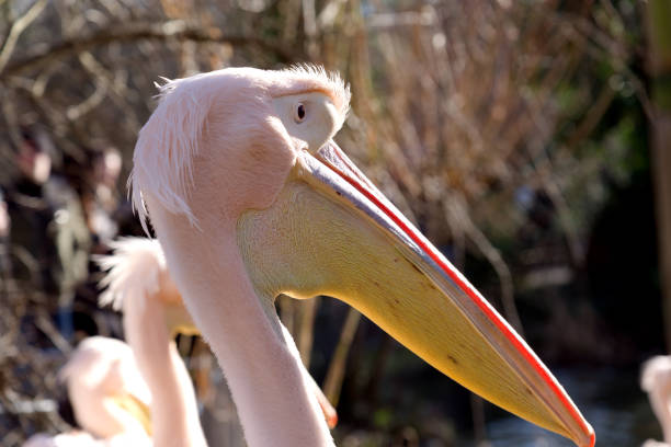 This striking portrait captures the serene gaze of a white pelican, its head sharply in focus against a softly blurred background where two other pelicans align perfectly.