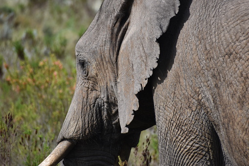 Close-up headshot of African elephant (Loxodonta africanus) from behind, Western Cape, South Africa.