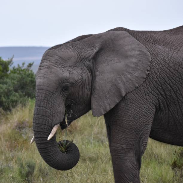 istock African elephant, feeding. South Africa. 2151761096