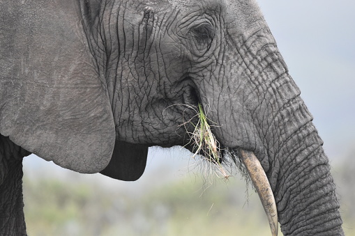 Close-up of African elephant (Loxodonta africanus) feeding. Notice unusual down-turned tusk. Western Cape, South Africa.