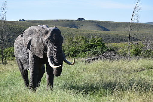 African elephant (Loxodonta africanus) in grassland / fynbos landscape. Hills in background. Western Cape, South Africa.