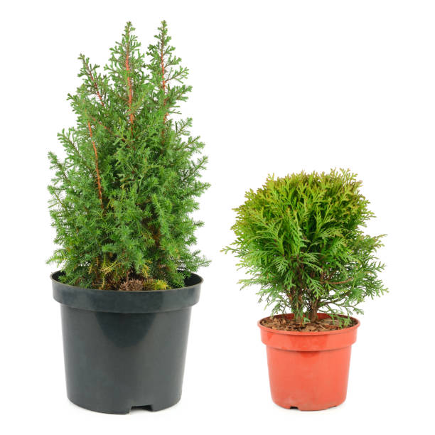 istock Thuja garden bush and cypress in a pots isolated on white . Collage. 2151762021