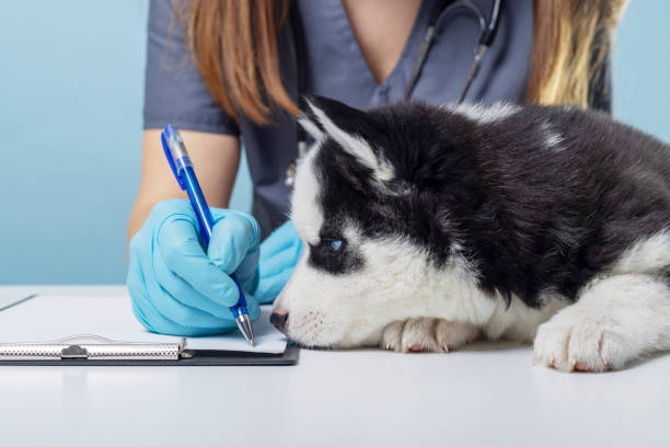 istock Husky Helping with Veterinarian's Paperwork 2151763908
