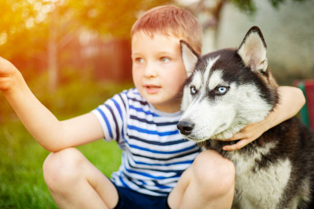 Boy and Husky Sharing Moment in Sunlight