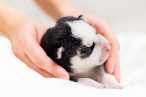 istock Newborn Puppy in Human Hands 2151764006