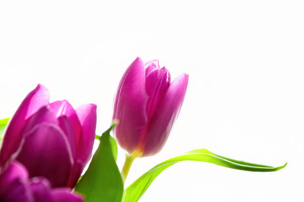 Purple tulip heads with white background.