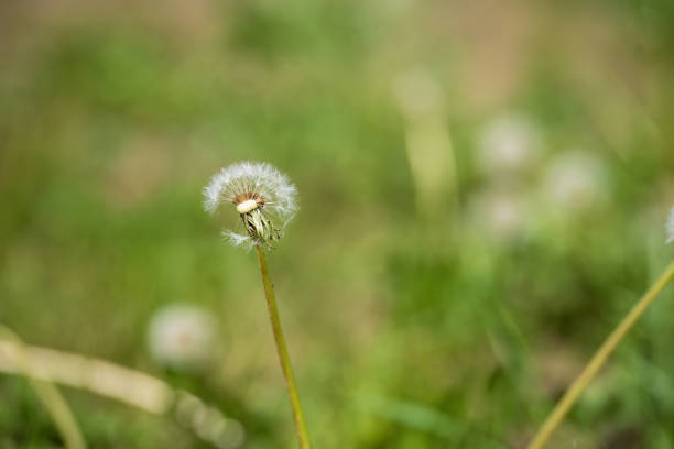 White fluffy dandelions with green background.