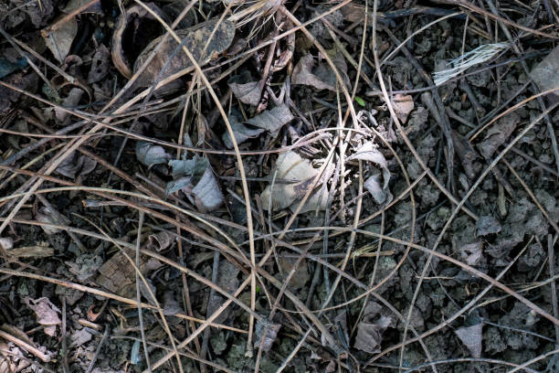 Dry plant waste on the ground.