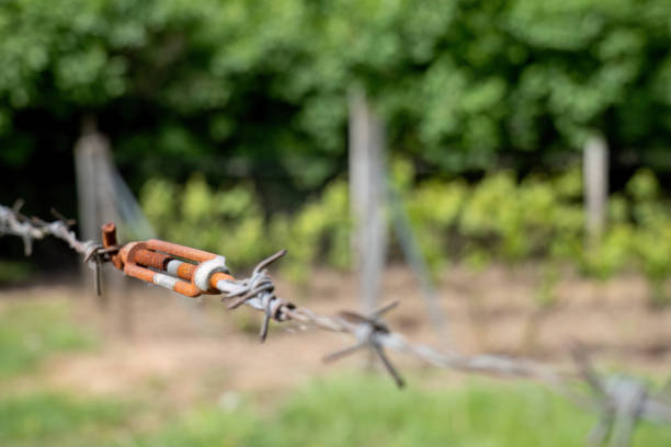 istock Barbed wire fence at a garden. 2151764891