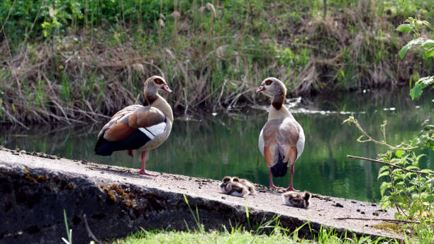istock Bird Family's Haven 2151765694