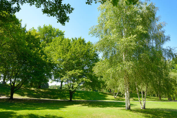 Beautiful meadow with green grass in large public park.