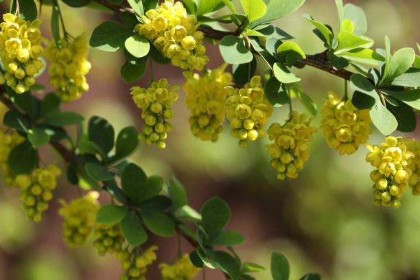 istock Barberry yellow flowers 2151767955