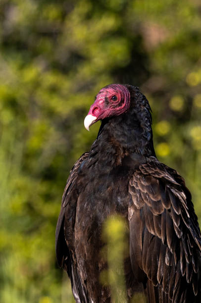 istock Turkey Vulture sitting on a branch 2151768487