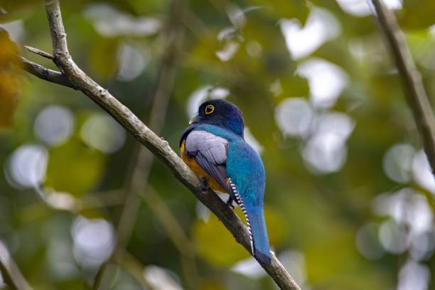 istock Gartered trogon, Trogon caligatus, on a branch 2151768779