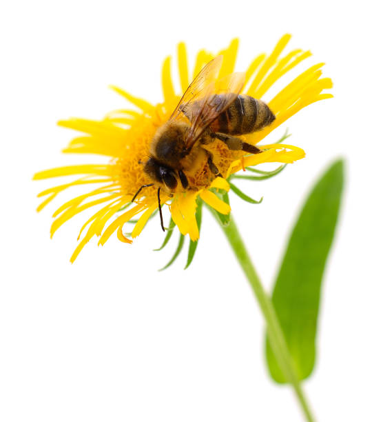 istock Honeybee and yellow flower 2151768822