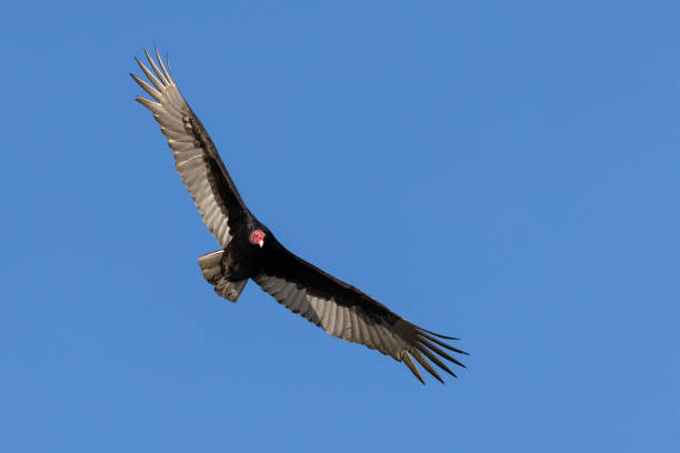 istock Turkey Vulture in Sky 2151768835
