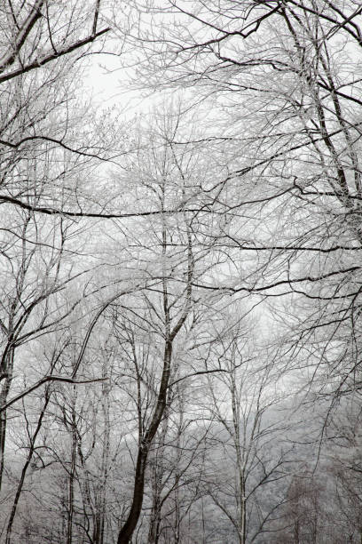 istock Winter Snow on Hwy 32 in Cosby, TN 2151769875