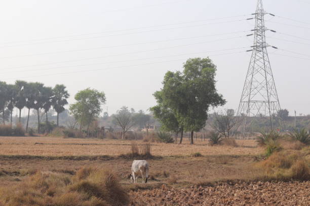 Rajasthan countryside view taken from the train between Sawai Madhopur and Jaipur