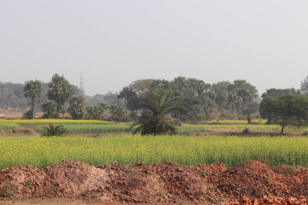 istock Mustard Field in Bolpur 2151770156