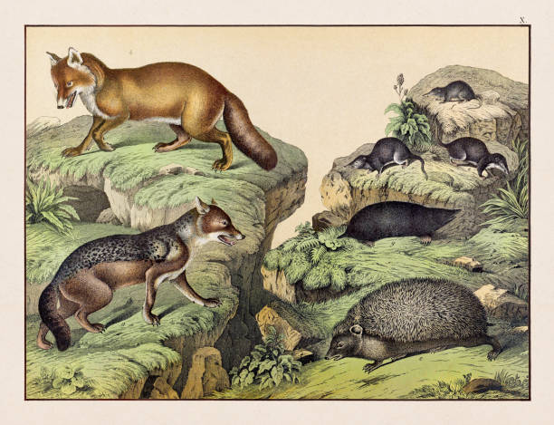 Vintage Animal illustration published in a German natural history book in the 19th century, circa 1870.