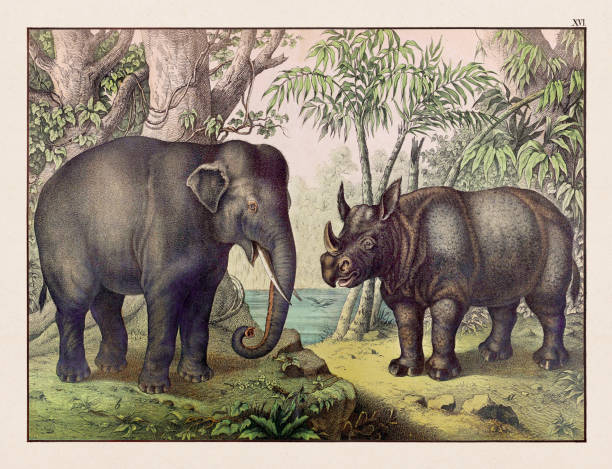 Vintage Animal illustration published in a German natural history book in the 19th century, circa 1870.