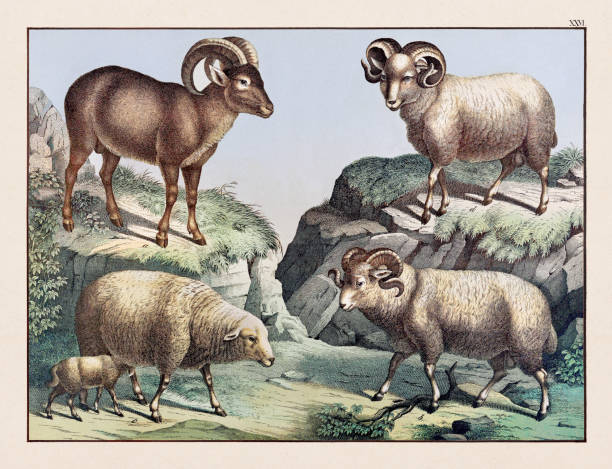 Vintage Animal illustration published in a German natural history book in the 19th century, circa 1870.