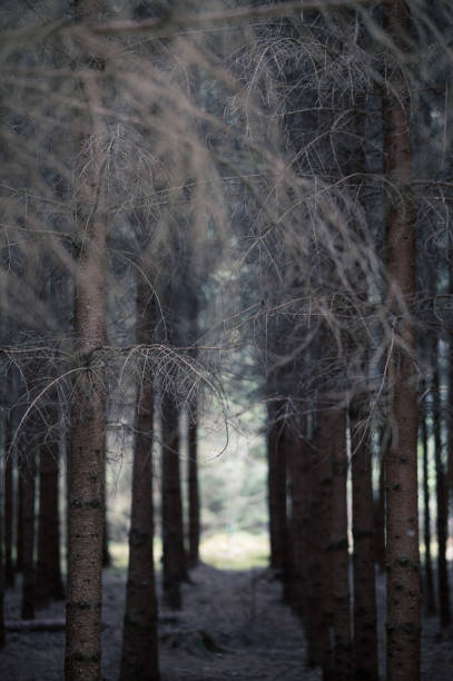 European forest and trees in a row, tree branches and a large roughness of sharpness. unusual natural background