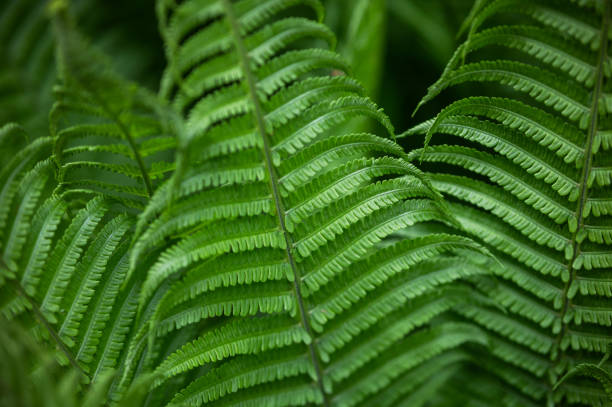 istock Green fern plant and nature background 2151770876