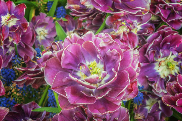 Exotic large tulips in a park in Holland. Flowers for gardens, parks, balconies, terraces